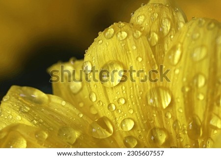 Bright yellow daisy flowers with water drops on them, shot indoors in macro. Natures beauty captured in a color photo. Royalty-Free Stock Photo #2305607557