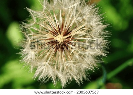 A dandelion puff outside in the garden on a sunny day. Natures beauty captured in a color photo.