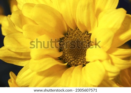 Bright yellow flower petals with tiny nobs in the center, like a sunflower. Natures beauty captured in a color photo.