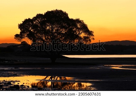 Natures beauty captured at sunset. A tree silhouette at dusk, with orange warm skies and a dark reflection on water.