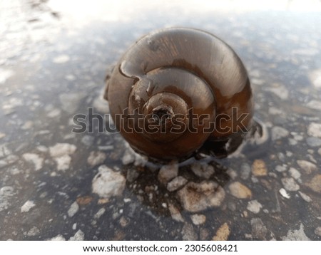 snails found on the asphalt road after the flood waters receded