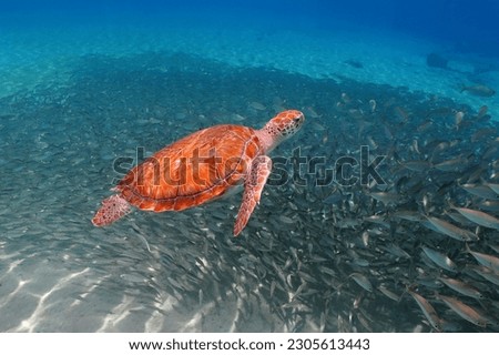 Swimming turtle and swimming fish, underwater photo. Green sea turtle (Chelonia mydas) with school of fish in the ocean. Scuba diving with wild marine life, travel picture. Aquatic wildlife. 