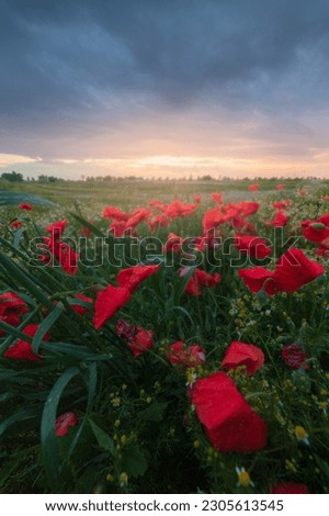 Poppies at sunset after a light spring rain