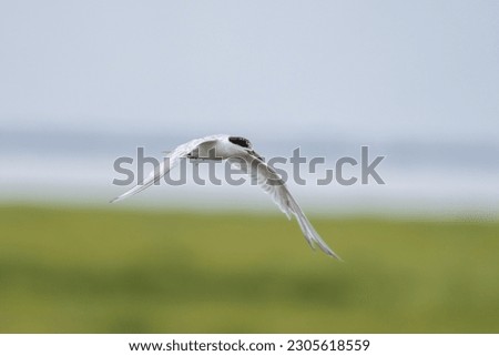 Forster's tern flying over marsh 