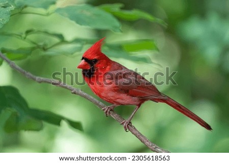 Northern cardinal on a perch Royalty-Free Stock Photo #2305618563