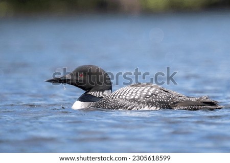 Common loon in a lake Royalty-Free Stock Photo #2305618599