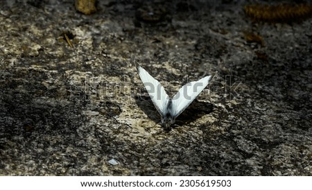 A beautiful macro photograph of a white butterfly perched on a rock.