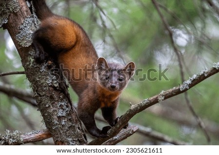 Pine marten in a tree Royalty-Free Stock Photo #2305621611