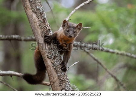 Pine marten in a tree Royalty-Free Stock Photo #2305621623
