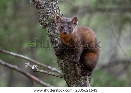 Pine marten in a tree Royalty-Free Stock Photo #2305621641