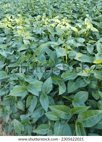 picture of kales plant in the garden, Balikpapan. Indonesia