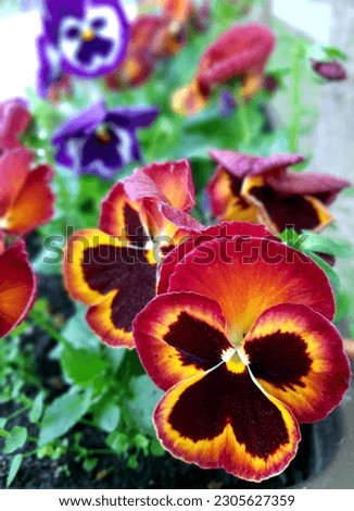 Beautiful, bright, multi-colored violet tricolor flowers blooming in flower beds on city streets. Photo top view.
