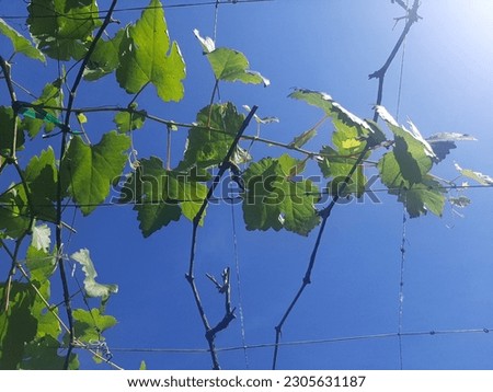 The picture of a blue sky with a leaf that stick on a wire