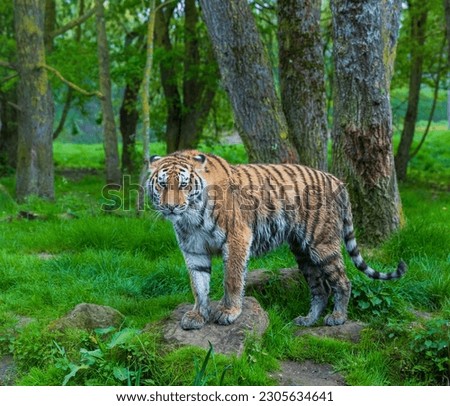 Amur tiger with its front two paws on a rock, looking at you, beautiful. Royalty-Free Stock Photo #2305634641