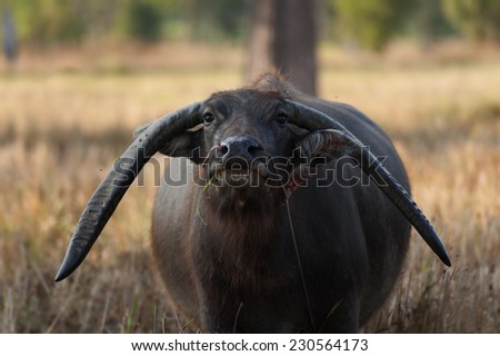 Asia farming and agriculture buffalo