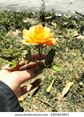Orange Rose Flower with full HD version picture.Orange flower natural.Ambridge rose, port sunlight, tamora are some of the varieties of orange roses.