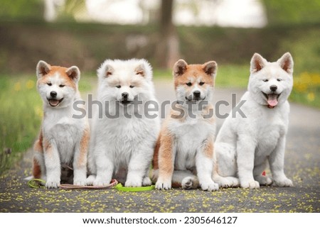 Four puppies of Japanese akita-inu breed dog. Dog in the park