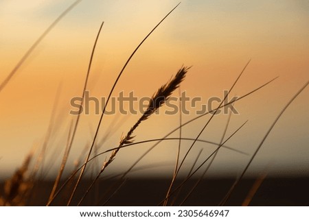 Coastal Symphony: Grass Flourishing on Baltic Sands. Grass at the Baltic Sea Royalty-Free Stock Photo #2305646947