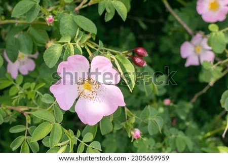 Close-up shot of wild rose flower on a thorn bush. Sunlight. Wild rose blossoms. Concept of diversity in nature Royalty-Free Stock Photo #2305659959