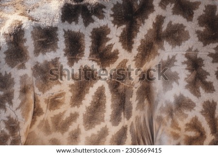 Southern Giraffe Pattens and Shapes