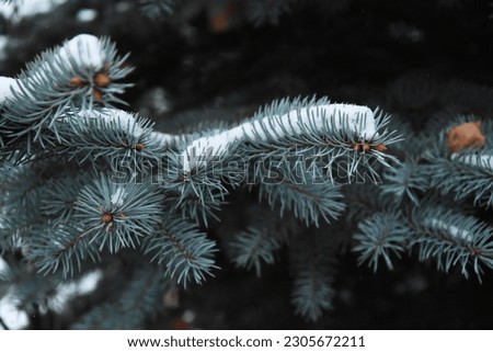 Blue spruce branches under the snow macro shot. Frosty winter weather.