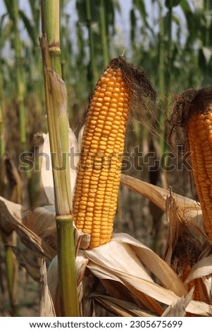 the best Corn picture in Bangladesh