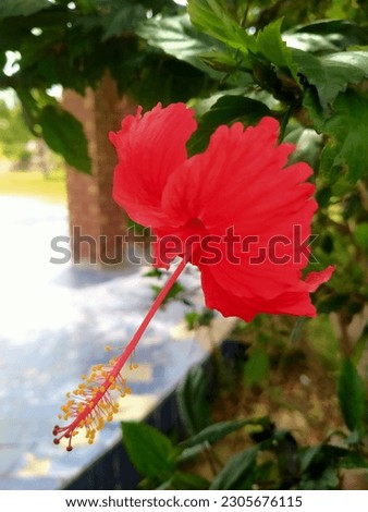 Close up of shoeblack flower. Red flower of shoeblack family.