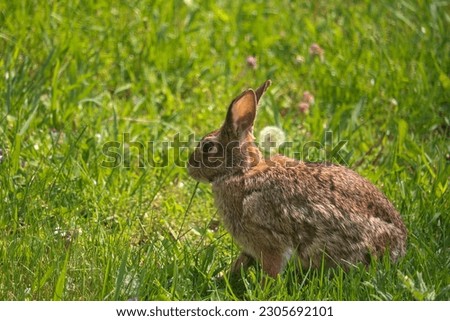 Cute, - bunny ,fun ,background ,rabbits 