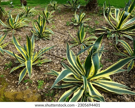 Agave americana or American aloe, is a species of flowering plant in the family Agavaceae Royalty-Free Stock Photo #2305694401