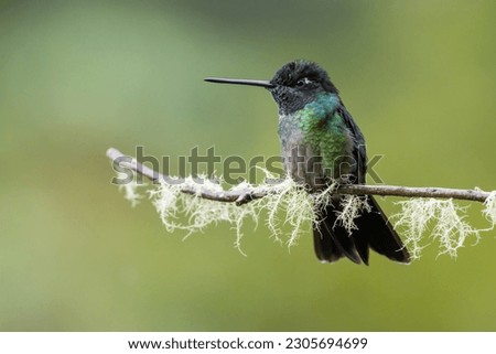  Magnificent hummingbird (Eugenes fulgens), perched on a branch in Costa Rica.