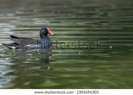 A Eurasian Waterhen roaming in a lake
