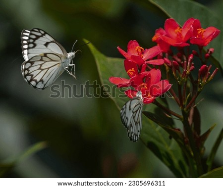A pair of pioneer white butterflies on red flower