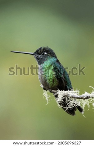 Magnificent hummingbird (Eugenes fulgens), resting on a branch in Costa Rica