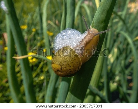 Snail saliva, A walking snail leaves its saliva with bubbling foam on the leaves of the plant, snail crawls on leaf of onions and eats leaves of plant, leaving holes on garden, eaten by pests, macro Royalty-Free Stock Photo #2305717891