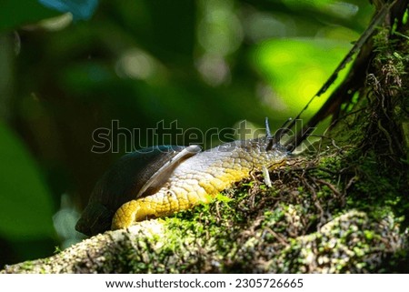Photo of snail in nature