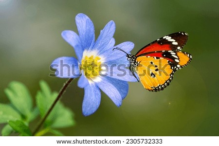 Macro shots, Beautiful nature scene. summer spring field in background blue sky with sunlight and flying butterfly, nature view.