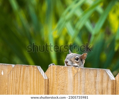 Squirrel looking over the top of a wooden fence green foliage in the background