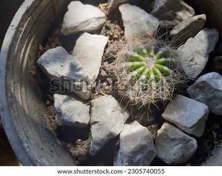 Cactus in black pot surrounded by stones