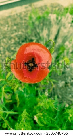 A picture showing the beauty of anemones in the spring