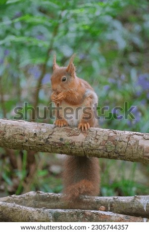 A close up of a beautiful rare red squirrel sitting on a tree limb eating a hazlenut in a bluebell woodland.