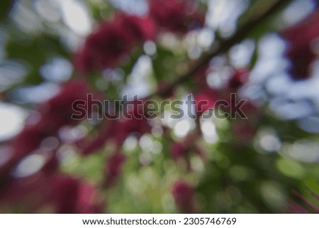 defocused bokeh background of nature pink flowers in sunny day. no people