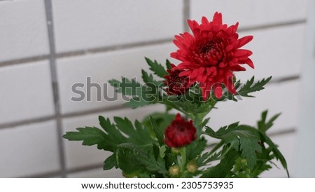 Different colors of chrysanthemum, yellow, red and pink flowers