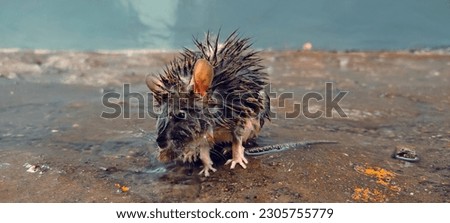 
a picture of a mouse that was drenched from the rain, with its wet fur, the expression on its face as if to describe that he was in a state of suffering
