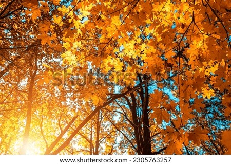 Autumn forest nature. Vivid evening in colorful forest with sun rays through branches of trees. Scenery of nature with sunlight