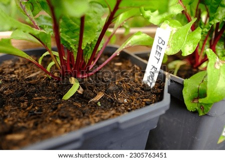 Close up of a growing beetroot plant with an accompanying label in a urban vegetable garden. Home organic farming.
