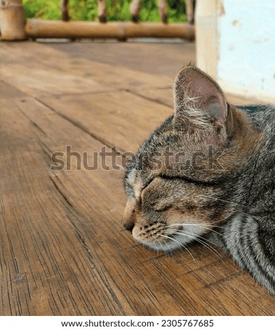 a cat resting in a wooden floor