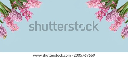 Assorted Pink hyacinth spring flowers in corner on blue background. Flowerheads in bloom. Mothers Day birthday Easter or holiday sale. Thank you banner