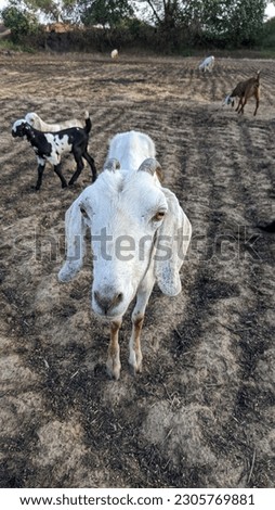  This is a white goat picture