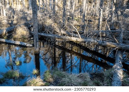 Harsh impassable swamp concept: Tyresta national park in Sweden landscape  Royalty-Free Stock Photo #2305770293