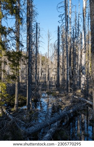 Harsh impassable swamp concept: Tyresta national park in Sweden landscape  Royalty-Free Stock Photo #2305770295